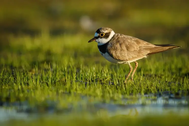 Mindre Strandpipare - (Little Ringed Plover)