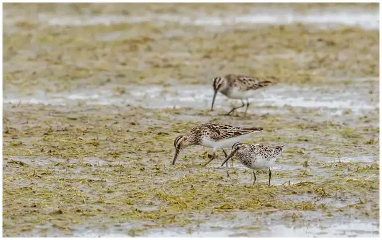 Myrsnäppa - (Broad-billed Sandpiper)