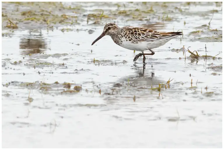 Myrsnäppa - (Broad-billed Sandpiper)