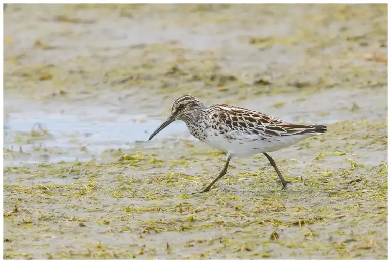 Myrsnäppa - (Broad-billed Sandpiper)