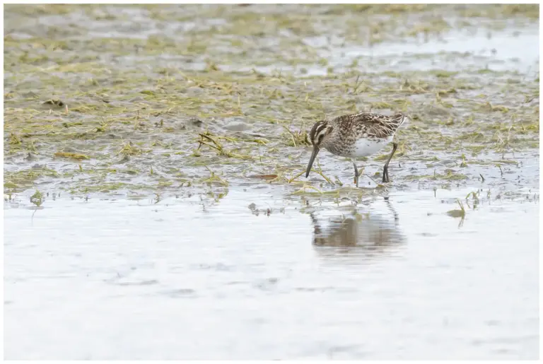 Myrsnäppa - (Broad-billed Sandpiper)