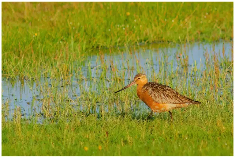 Myrspov - Bar-tailed Godwit i gräs med vatten