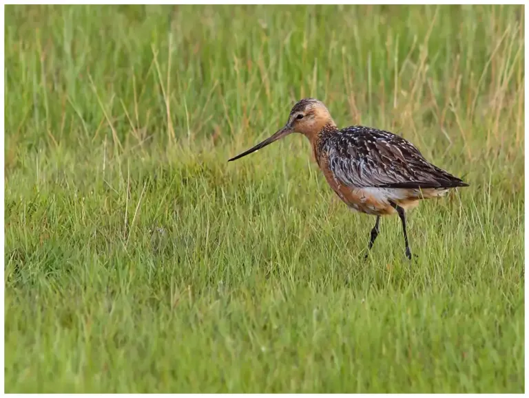 Myrspov - Bar-tailed Godwit går i gräs