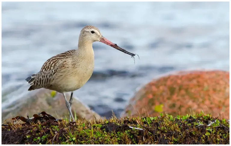 Myrspov - Bar-tailed Godwit på marken med lera på bäbben