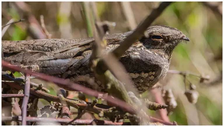 Nattskärra - European Nightjar nattskärra