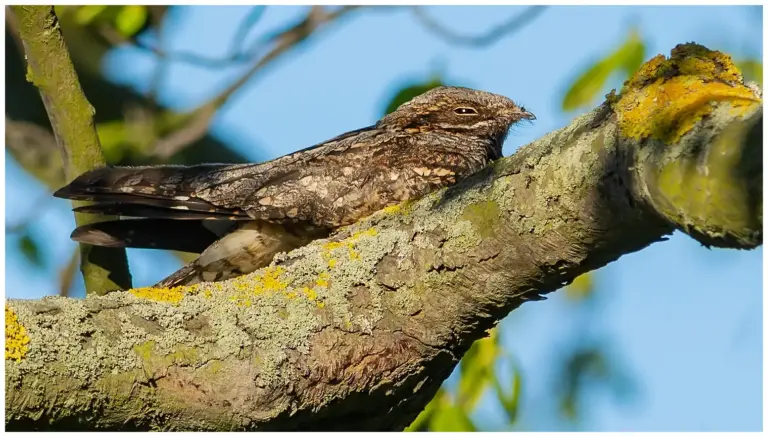 Nattskärra - European Nightjar vilande nattskärra