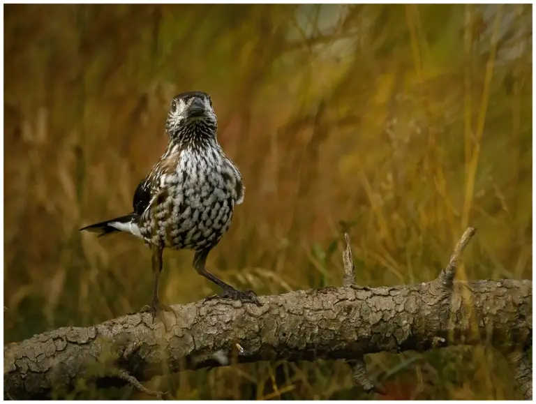 nötkråka - (spotted - nutcracker)