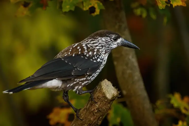 nötkråka - (spotted - nutcracker)