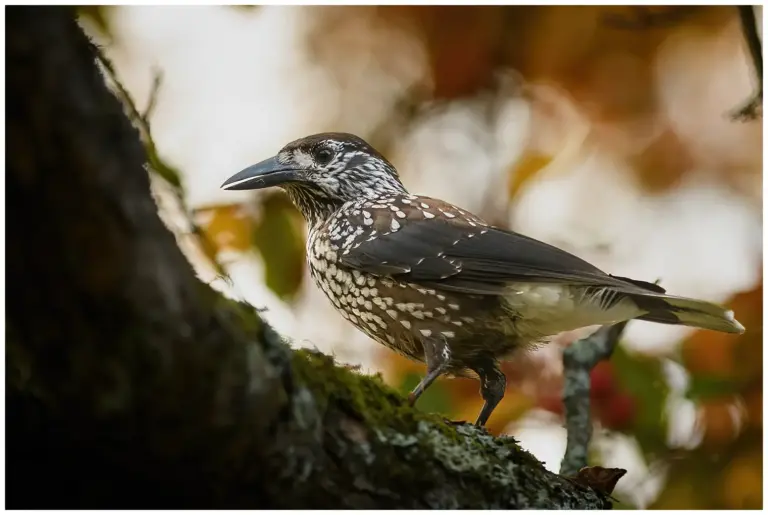 nötkråka - (spotted - nutcracker)