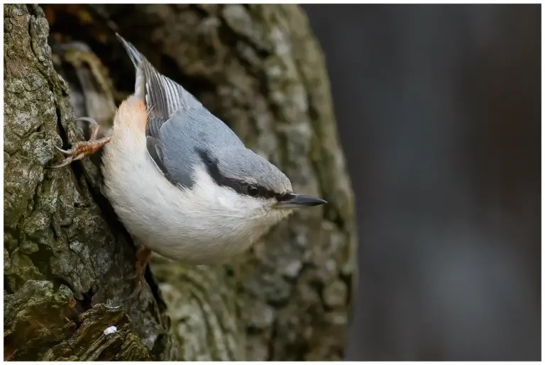 Nötväcka - (Eurasian Nuthatch)