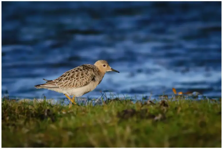 Prärielöpare - Buff-breasted Sandpiper