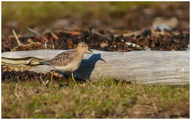 Prärielöpare - Buff-breasted Sandpiper