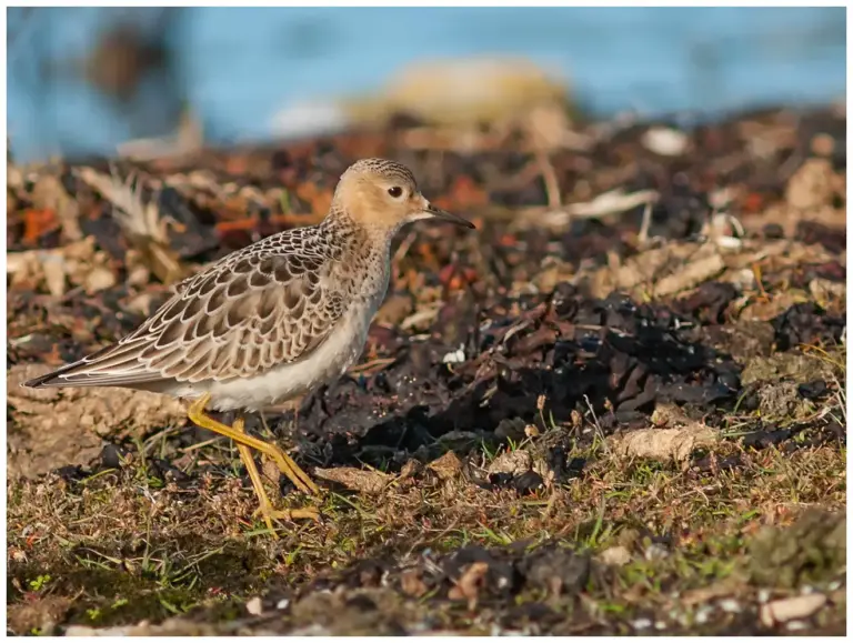 Prärielöpare - Buff-breasted Sandpiper