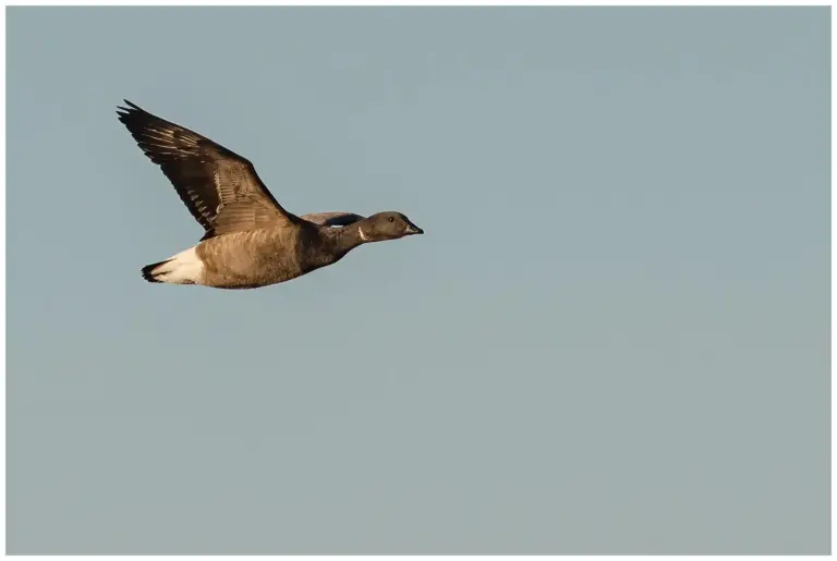 Prutgås - (Brent Goose)