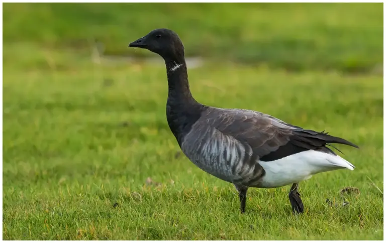 Prutgås - (Brent Goose)