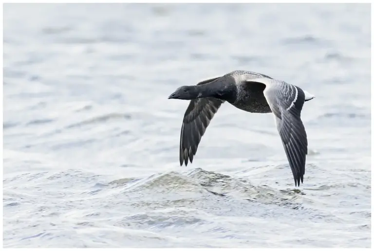 Prutgås - (Brent Goose)