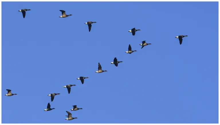 Prutgås - (Brent Goose)