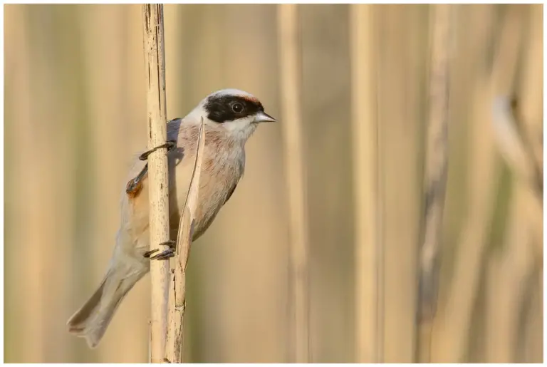 Pungmes - (Eurasian Penduline Tit) - sittande på vass i kvällsljus