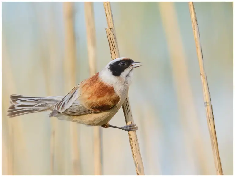 Pungmes - (Eurasian Penduline Tit)