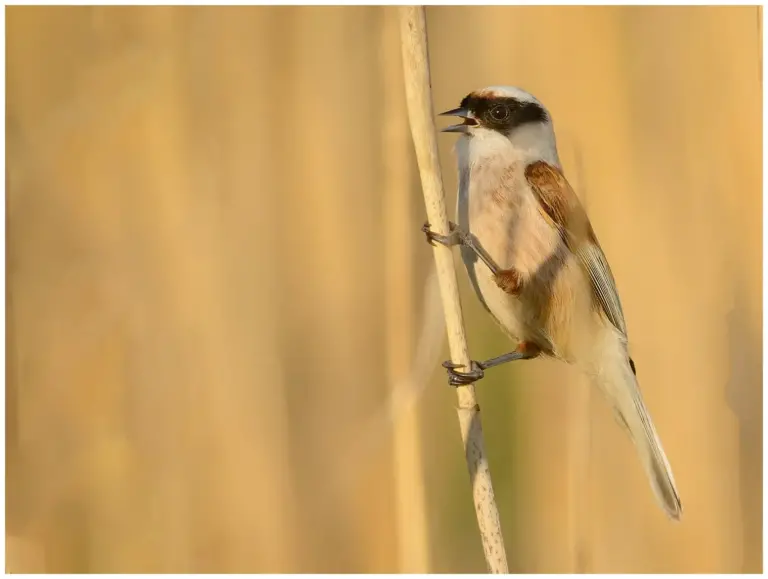 Pungmes - (Eurasian Penduline Tit) - sjunger