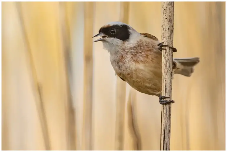 Pungmes - (Eurasian Penduline Tit) - sjungande