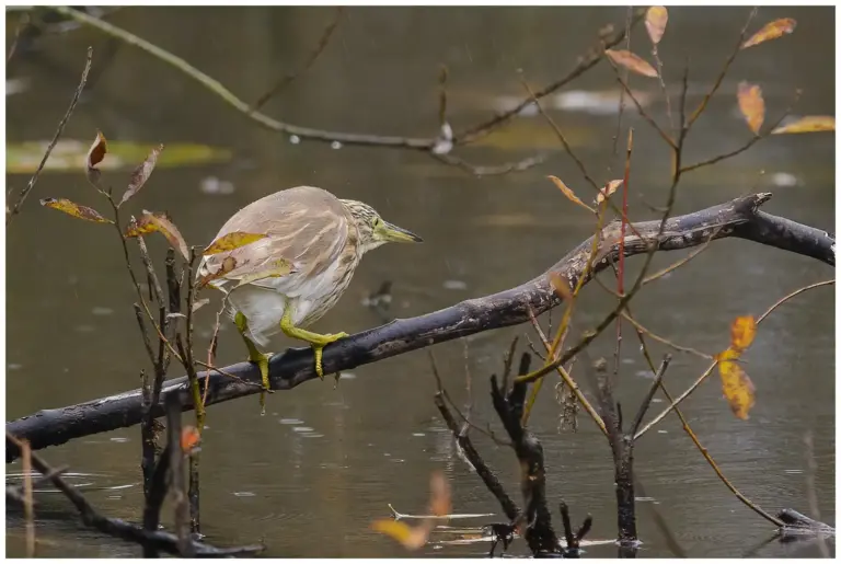 Rallhäger - Squacco Heron