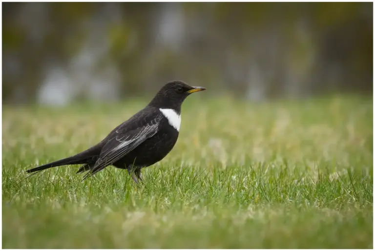 ringtrast - (ring-ouzel)