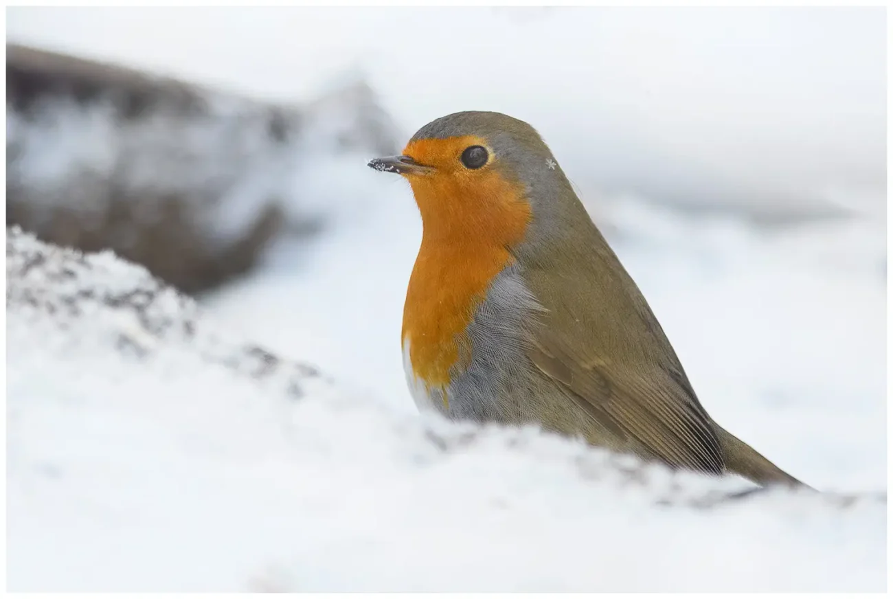 Rödhake - (European Robin) - in snow