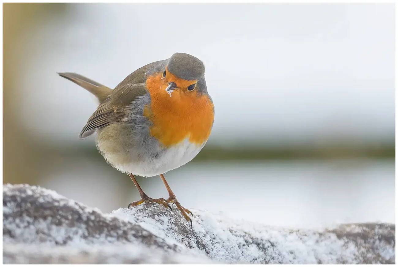 Rödhake - (European Robin) - letar efter mat på snöklädd mark