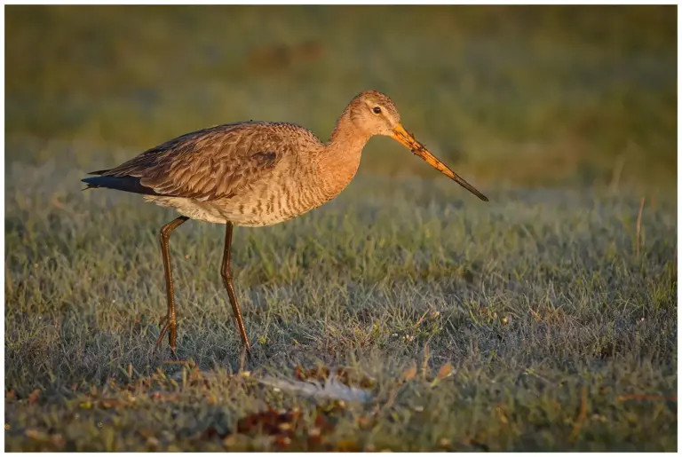 Rödspov - (Black-tailed Godwit) - tidig morgon