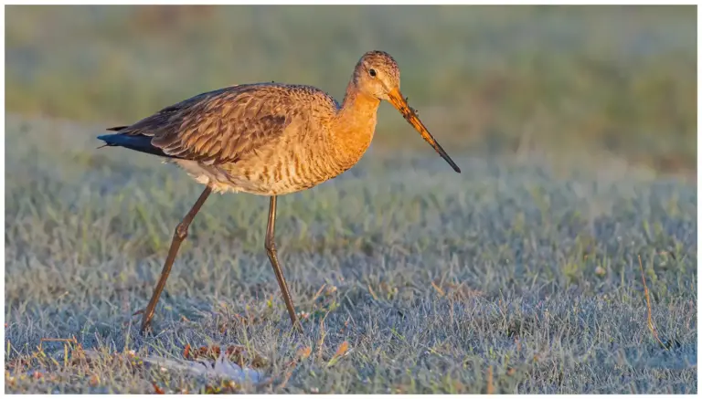 Rödspov - (Black-tailed Godwit) - en tidig morgon