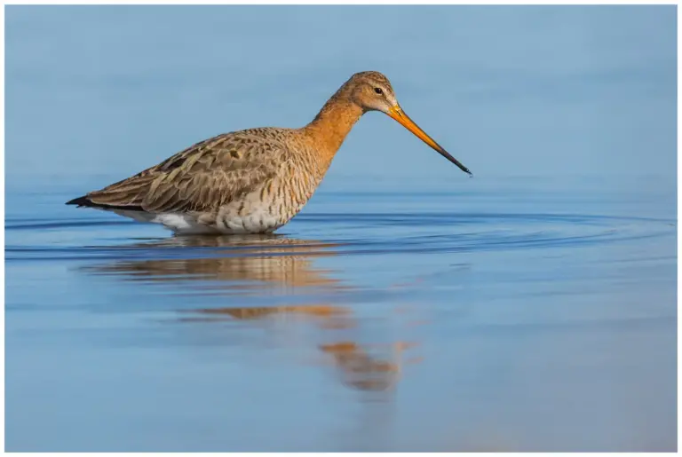 Rödspov - (Black-tailed Godwit)