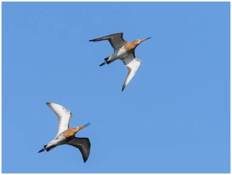 Rödspov - Black-tailed Godwit - 2 stycken som flyger