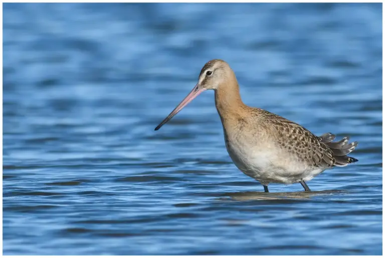 Isländsk rödspov, limosa limosa islandica