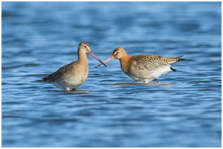 Rödspov - (Black-tailed Godwit) - 
 limosa limosa islandica