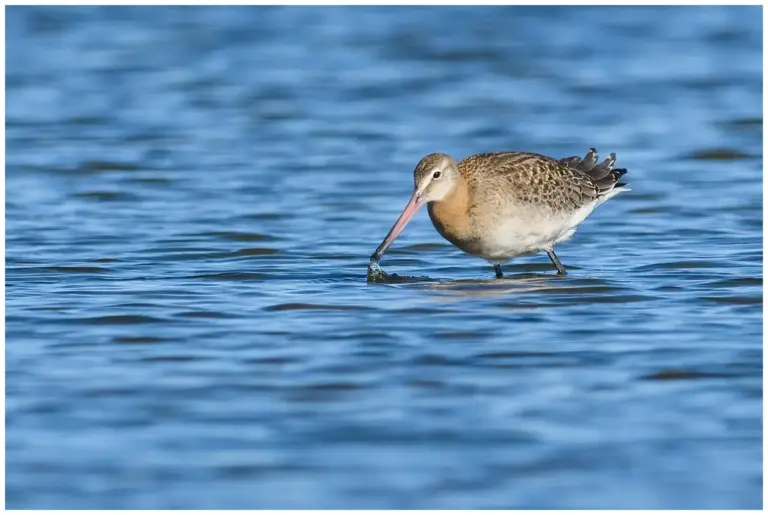 Rödspov - (Black-tailed Godwit) -limosa limosa islandica