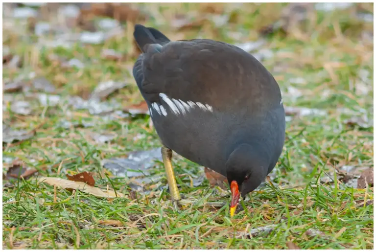 Rörhöna - (Common Moorhen)