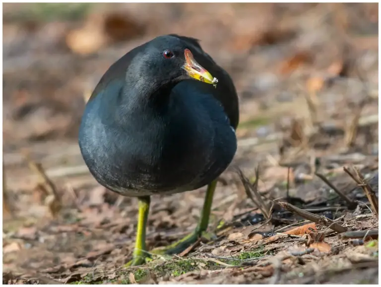 Rörhöna - (Common Moorhen)