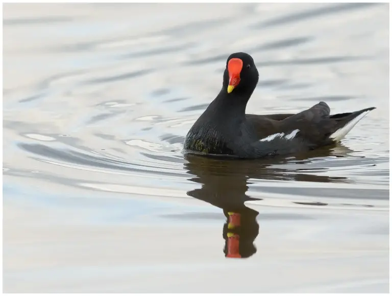 Rörhöna - (Common Moorhen)