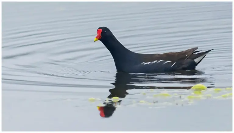 Rörhöna - (Common Moorhen)