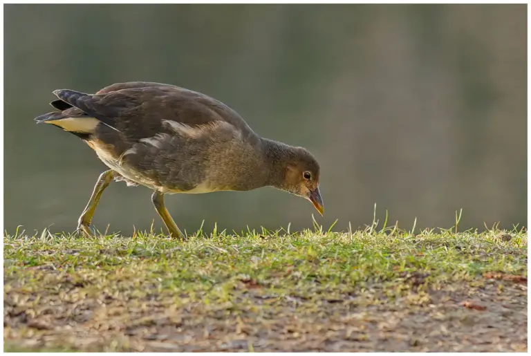 Rörhöna - (Common Moorhen) - ungfågel