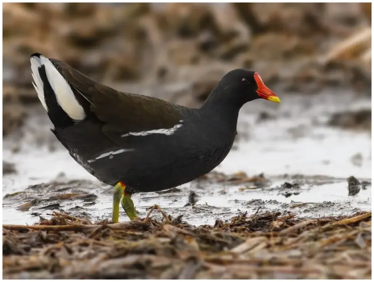 Rörhöna - (Common Moorhen) - adult