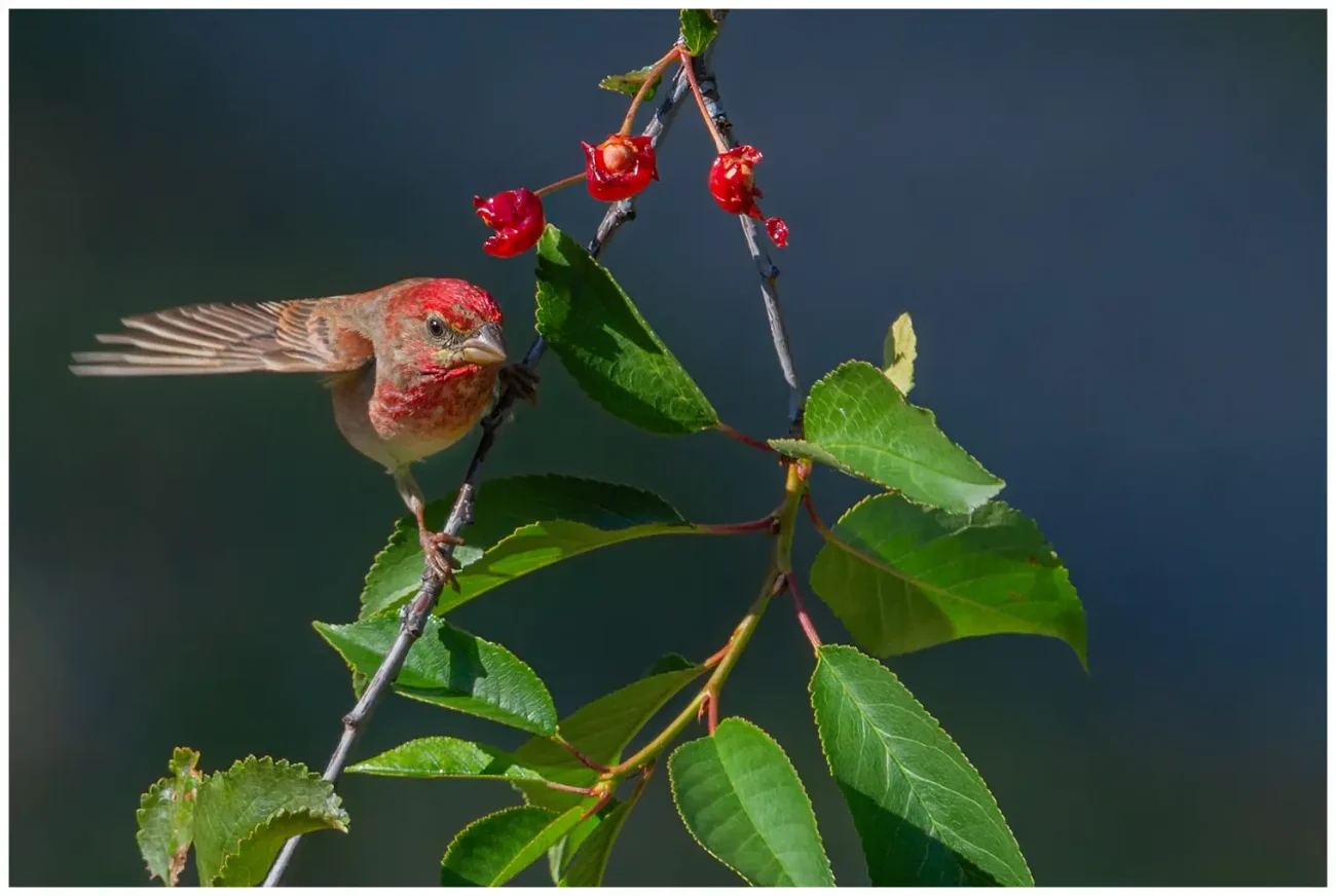 Rosenfink - Common Rosefinch - i rönnbärsträd med vinge utfälld