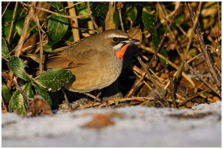 Rubinnäktergal - (Siberian Rubythroat) Vargön 20220106