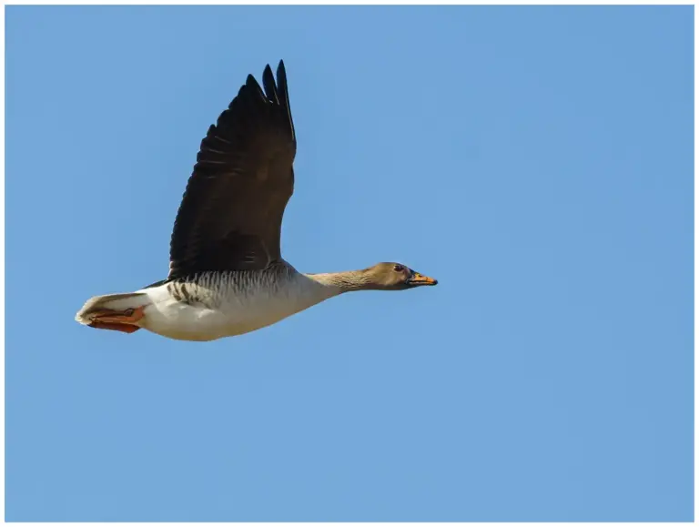 sädgås flygande