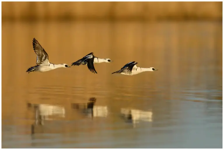 Salskrake - (Smew) - hanar flyger tidig morgon