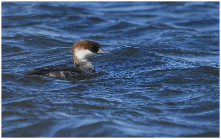 Salskrake - (Smew) - simmande hona