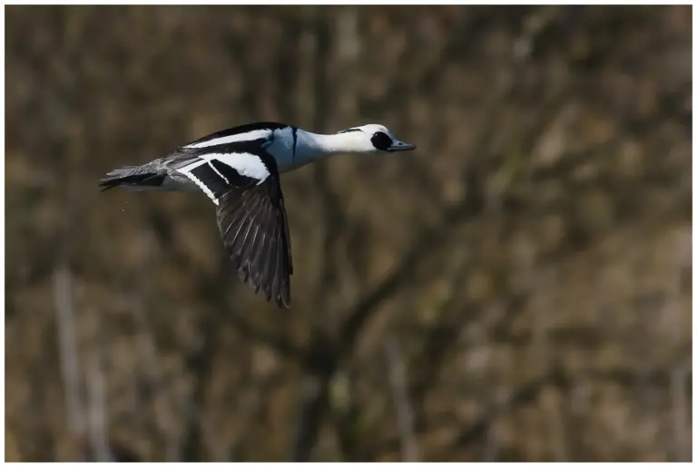 Salskrake - (Smew) - hanne som flyger