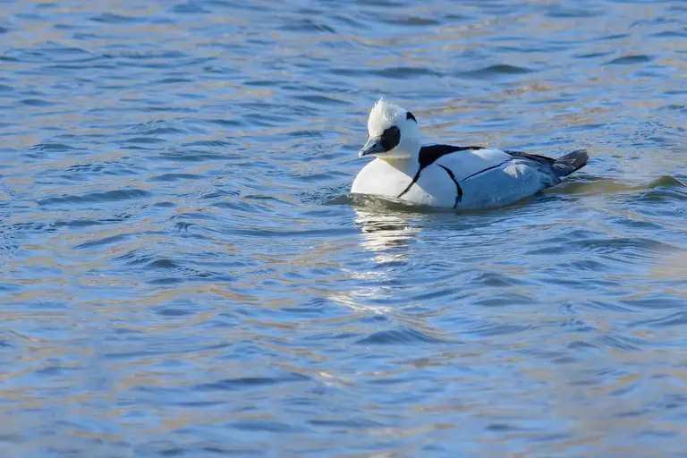 Salskrake - (Smew) - simmande hane