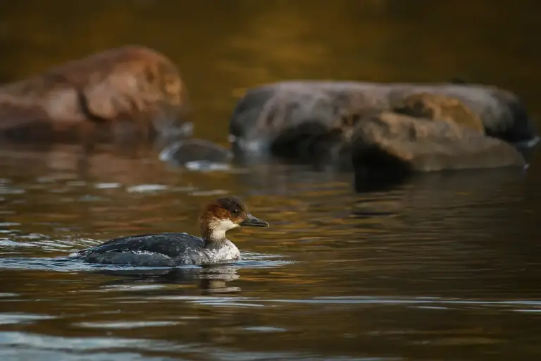 Salskrake - (Smew)